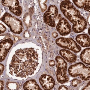 Merck Anti-EARS2 antibody produced in rabbit