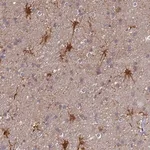 Merck Anti-ELOA2 antibody produced in rabbit