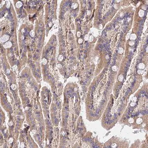 Merck Anti-MRPL35 antibody produced in rabbit