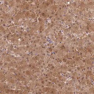 Merck Anti-SLC25A41 antibody produced in rabbit