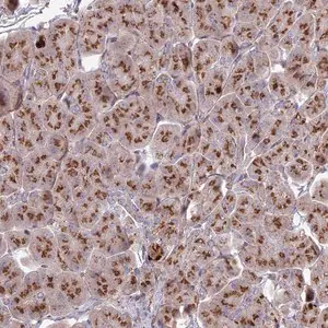 Merck Anti-HS2ST1 antibody produced in rabbit