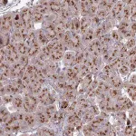 Merck Anti-HS2ST1 antibody produced in rabbit