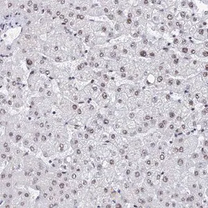 Merck Anti-GMNC antibody produced in rabbit