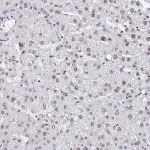 Merck Anti-GMNC antibody produced in rabbit