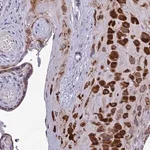 Merck Anti-ADIPOR2 antibody produced in rabbit