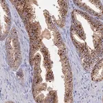 Merck Anti-ARL16 antibody produced in rabbit