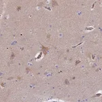 Merck Anti-CLVS2 antibody produced in rabbit