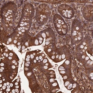 Merck Anti-FCHSD1 antibody produced in rabbit
