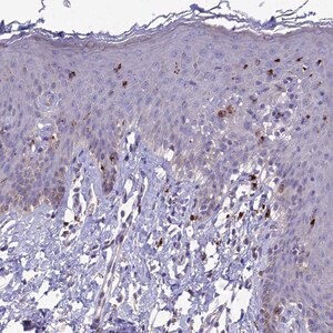 Merck Anti-PCED1B antibody produced in rabbit
