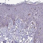 Merck Anti-PCED1B antibody produced in rabbit