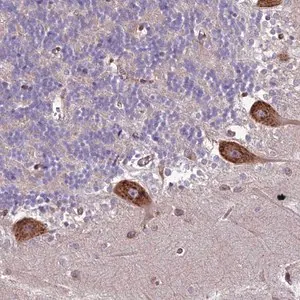 Merck Anti-BLOC1S4 antibody produced in rabbit