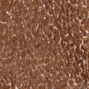 Merck Anti-ISPD antibody produced in rabbit