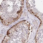 Merck Anti-HERC5 antibody produced in rabbit