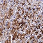 Merck Anti-DRGX antibody produced in rabbit