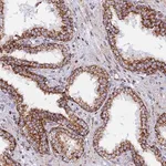 Merck Anti-NDUFB6 antibody produced in rabbit