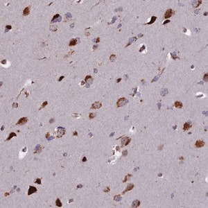 Merck Anti-GLYATL3 antibody produced in rabbit