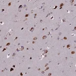 Merck Anti-GLYATL3 antibody produced in rabbit