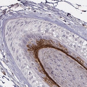 Merck Anti-KRT73 antibody produced in rabbit