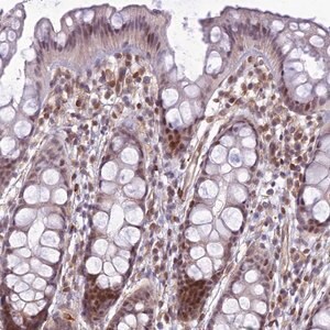 Merck Anti-SAPCD2 antibody produced in rabbit