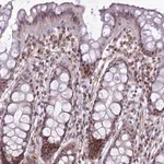 Merck Anti-SAPCD2 antibody produced in rabbit