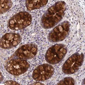 Merck Anti-CCDC66 antibody produced in rabbit