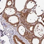 Merck Anti-DUS4L antibody produced in rabbit