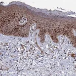 Merck Anti-GTF2IRD1 antibody produced in rabbit