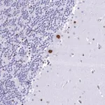 Merck Anti-CDC26 antibody produced in rabbit