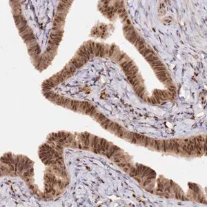 Merck Anti-SECISBP2 antibody produced in rabbit