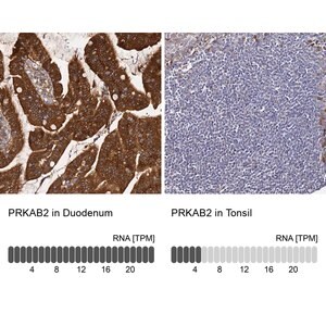 Merck Anti-PRKAB2 antibody produced in rabbit