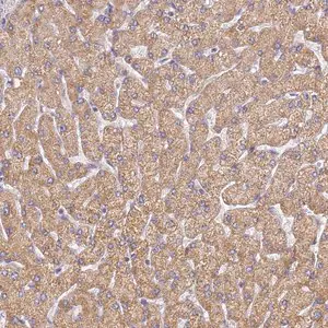 Merck Anti-UTP23 antibody produced in rabbit