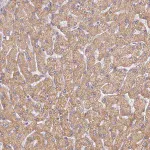 Merck Anti-UTP23 antibody produced in rabbit