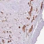 Merck Anti-CASD1 antibody produced in rabbit