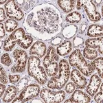 Merck Anti-LACTB2 antibody produced in rabbit