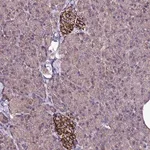 Merck Anti-ZNF329 antibody produced in rabbit