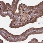 Merck Anti-C8orf34 antibody produced in rabbit