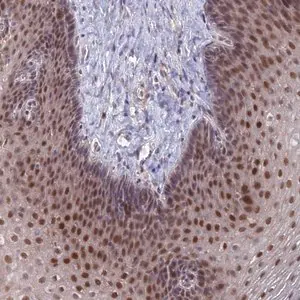 Merck Anti-ZUFSP antibody produced in rabbit