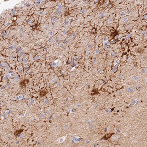 Merck Anti-MROH1 antibody produced in rabbit