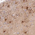 Merck Anti-MROH1 antibody produced in rabbit