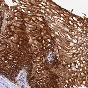 Merck Anti-ZNF628 antibody produced in rabbit
