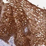 Merck Anti-ZNF628 antibody produced in rabbit