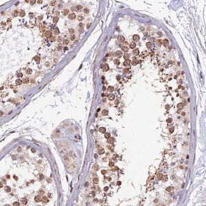 Merck Anti-XKR9 antibody produced in rabbit