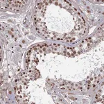Merck Anti-TAF13 antibody produced in rabbit