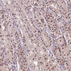 Merck Anti-KAT7 antibody produced in rabbit
