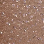 Merck Anti-PCDHA5 antibody produced in rabbit