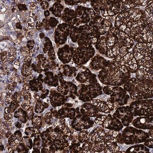 Merck Anti-TCP10L antibody produced in rabbit