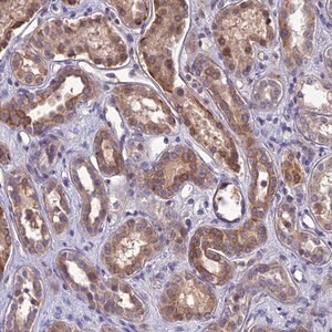 Merck Anti-DMRTA1 antibody produced in rabbit