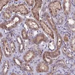 Merck Anti-DMRTA1 antibody produced in rabbit