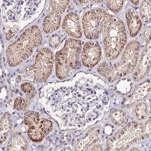 Merck Anti-ESRRG antibody produced in rabbit