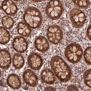 Merck Anti-ZNF480 antibody produced in rabbit